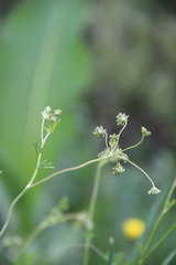 Seseli peucedanoides