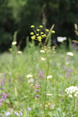 Seseli peucedanoides
