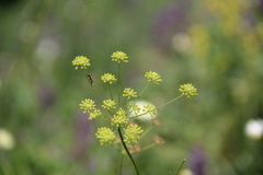 Seseli peucedanoides