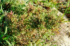 Epilobium canum