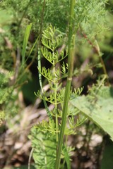 Seseli peucedanoides