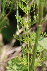 Seseli peucedanoides