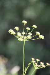 Seseli peucedanoides