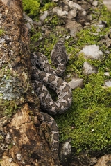 Metlapilcoatlus olmec