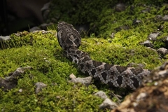 Metlapilcoatlus olmec