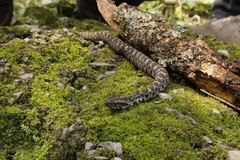 Metlapilcoatlus olmec