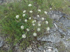Seseli pallasii