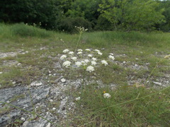 Seseli pallasii