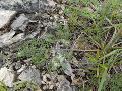 Seseli pallasii