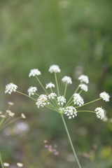 Seseli pallasii