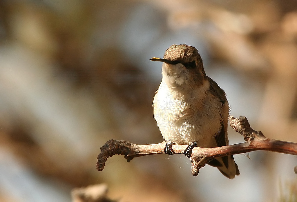Chilean Woodstar photo