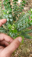 Pimelea nivea