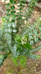 Pimelea nivea
