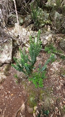 Pimelea nivea