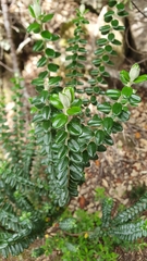 Pimelea nivea
