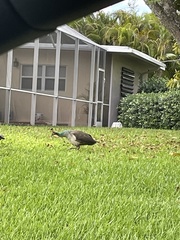 Pavo cristatus × muticus