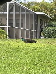 Pavo cristatus × muticus