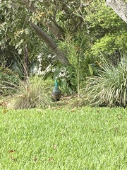 Pavo cristatus × muticus