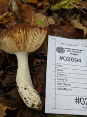 Russula decipiens