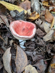 Russula decipiens
