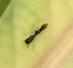 Synemosyna aurantiaca