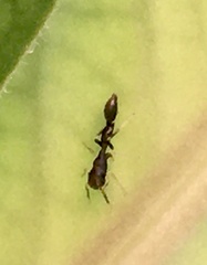 Synemosyna aurantiaca