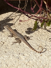 Leiocephalus carinatus