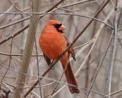 Cardinalis cardinalis