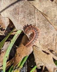 Pseudopolydesmus erasus