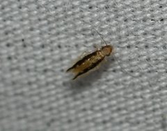 Echmepteryx madagascariensis