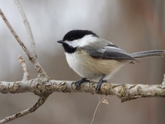 Poecile atricapillus