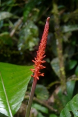 Palicourea subspicata