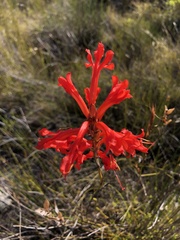 Tritoniopsis triticea