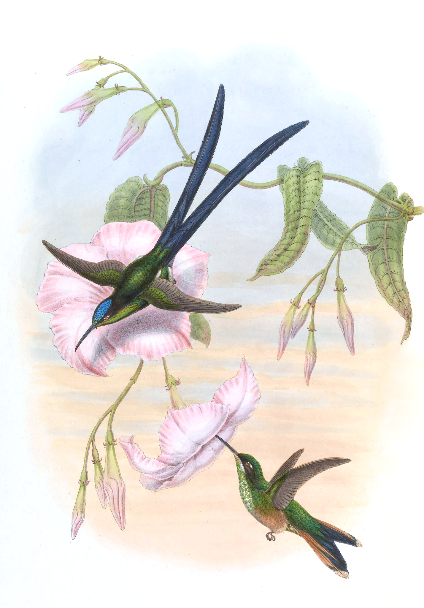 Scissor-tailed Hummingbird illustration