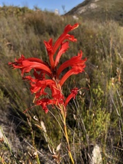 Tritoniopsis triticea