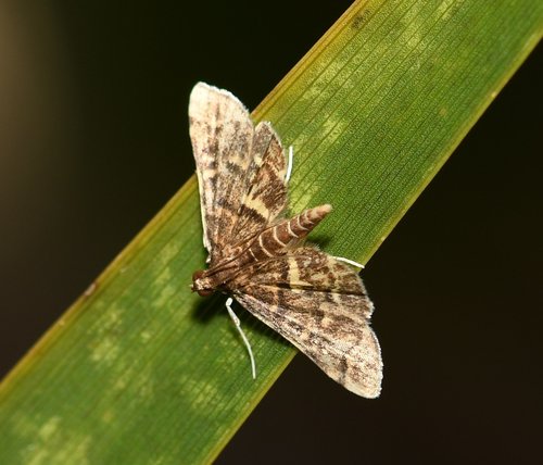 Yellow-spotted Webworm Moth photo 3
