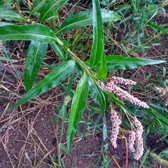 Persicaria maculosa