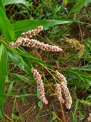 Persicaria maculosa
