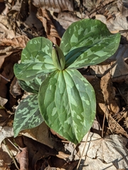 Trillium cuneatum