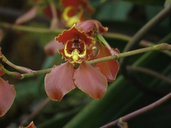 Cyrtochilum annulare