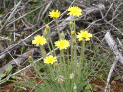 Scorzonera sublanata