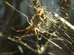 Trichonephila sexpunctata