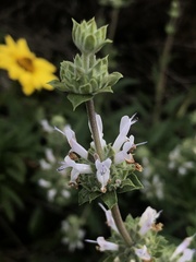 Salvia mellifera