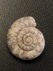 Anguispira strongylodes