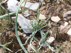 Scorzonera sublanata