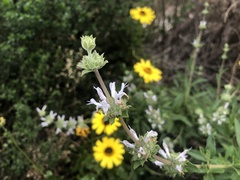 Salvia mellifera