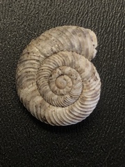 Anguispira strongylodes