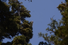 Falco sparverius