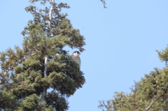 Falco sparverius