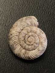 Anguispira strongylodes